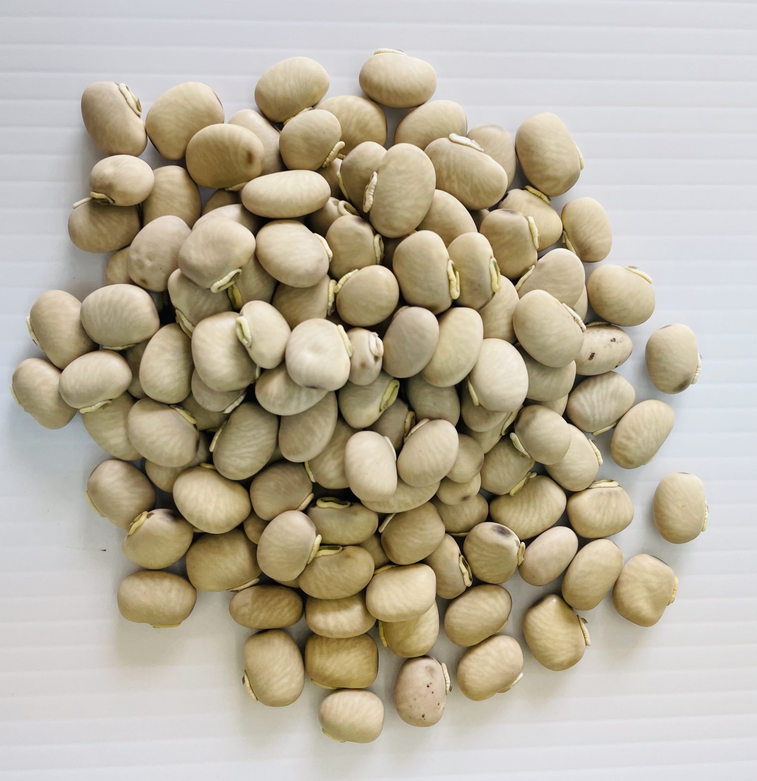 Mucuna Tropical – SEMILLAS SELECTAS