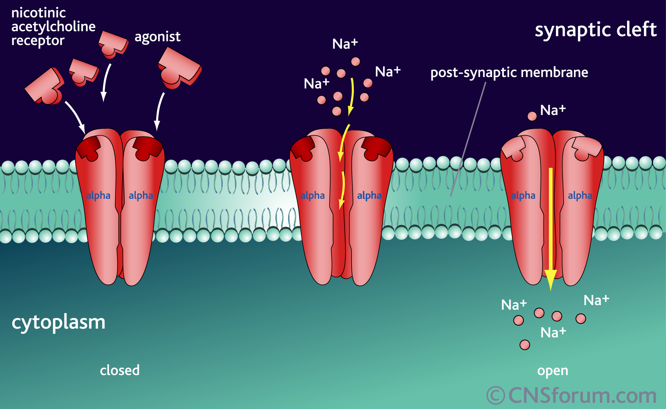 nicotinic acetylcholine receptor