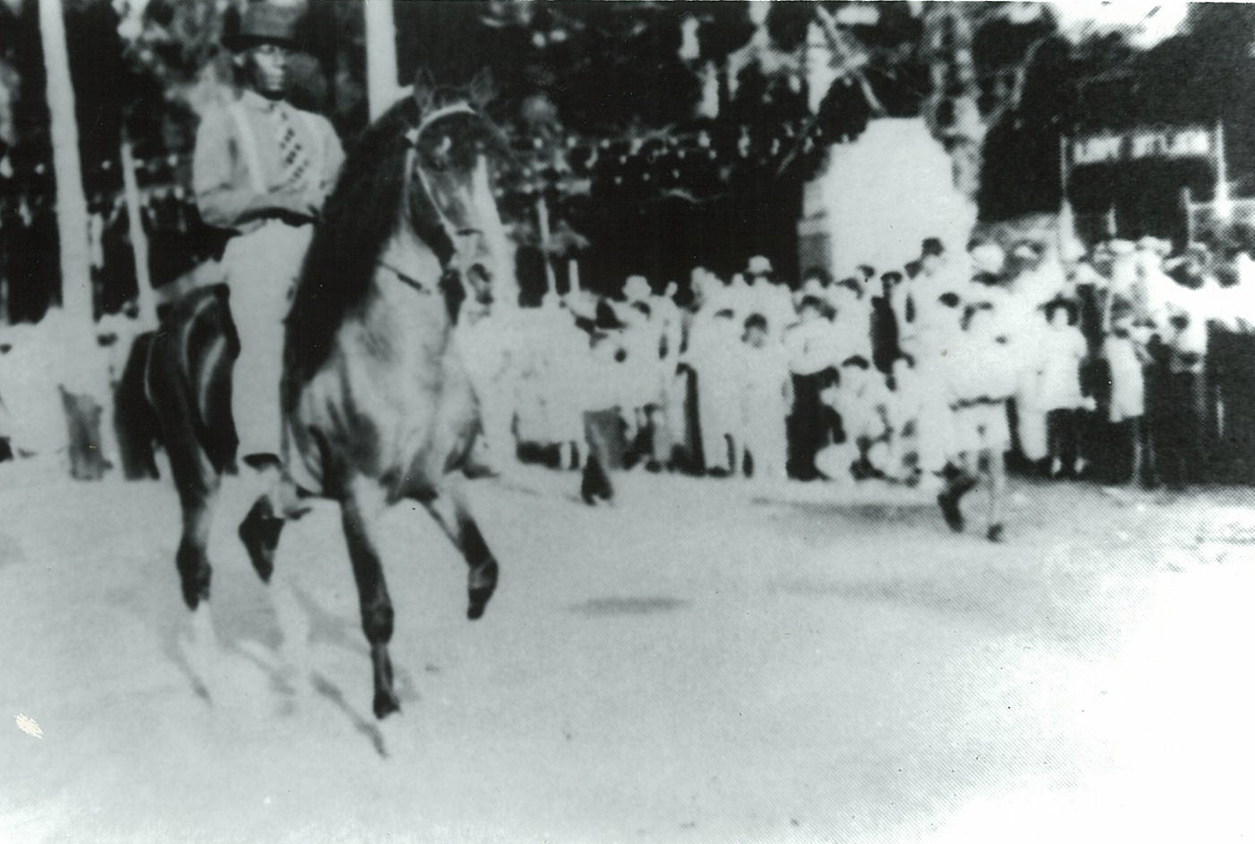 Pruebas de ADN confirman que el caballo de Paso Fino se origina únicamente  del caballo criollo puertorriqueño – Recinto Universitario de Mayagüez