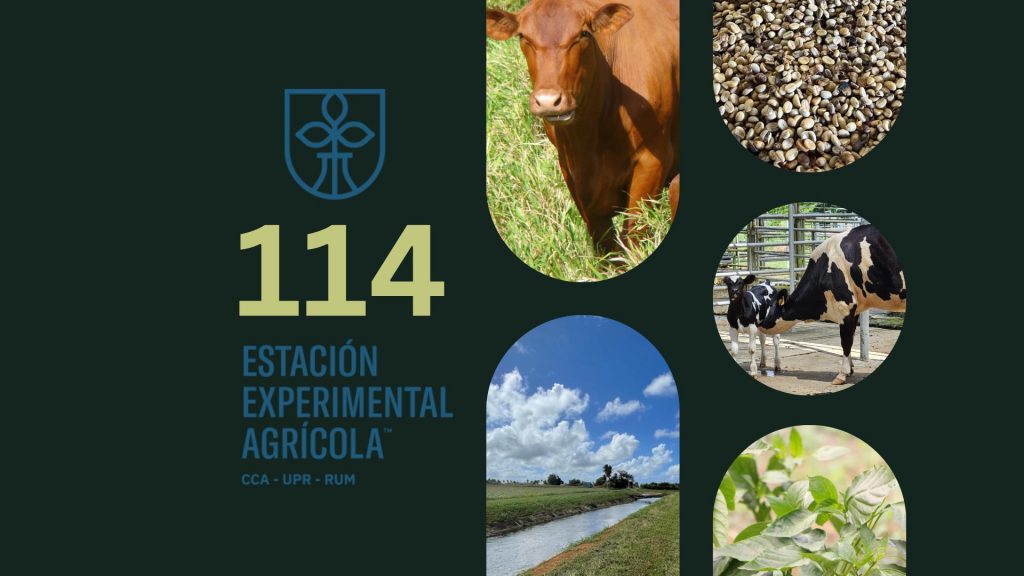 La Estación Experimental Agrícola (EEA), adscrita al Colegio de Artes y Ciencias (CCA) del Recinto Universitario de Mayagüez (RUM), celebró su 114 aniversario, al mismo tiempo que destacó a un grupo de empleados por sus años de servicio. El propósito del evento fue promover el sentido de pertenencia y retención del personal para darle continuidad a las labores de investigación y administración de la entidad universitaria.