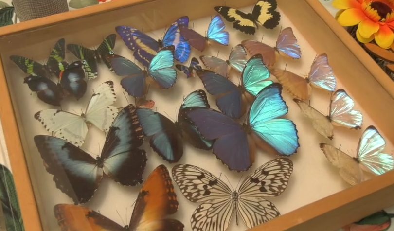 Foto con unas mariposas de distintos colores que se tomó en el Simposio de Biología.