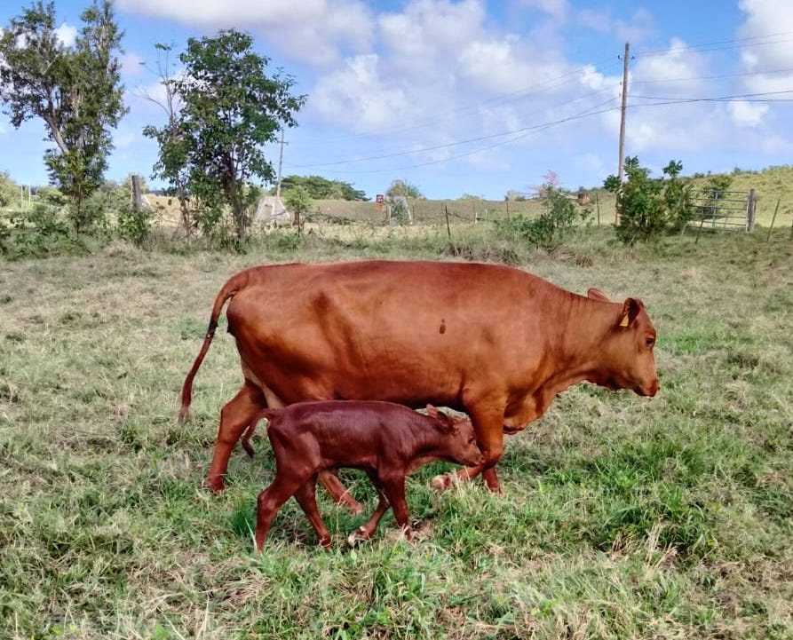 El Recinto Universitario de Mayagüez (RUM) fue el anfitrión de la cuadragésima tercera convención anual de la Asociación de Criadores de Ganado Senepol. La doctora Katherine Domenech Pérez, catedrática del Departamento de Ciencia Animal del Colegio de Ciencias Agrícolas, fue la encargada de organizar el evento, que reunió a 52 participantes de Estados Unidos, República Dominicana, Guatemala, Islas Vírgenes, Nicaragua, Australia y Uruguay.