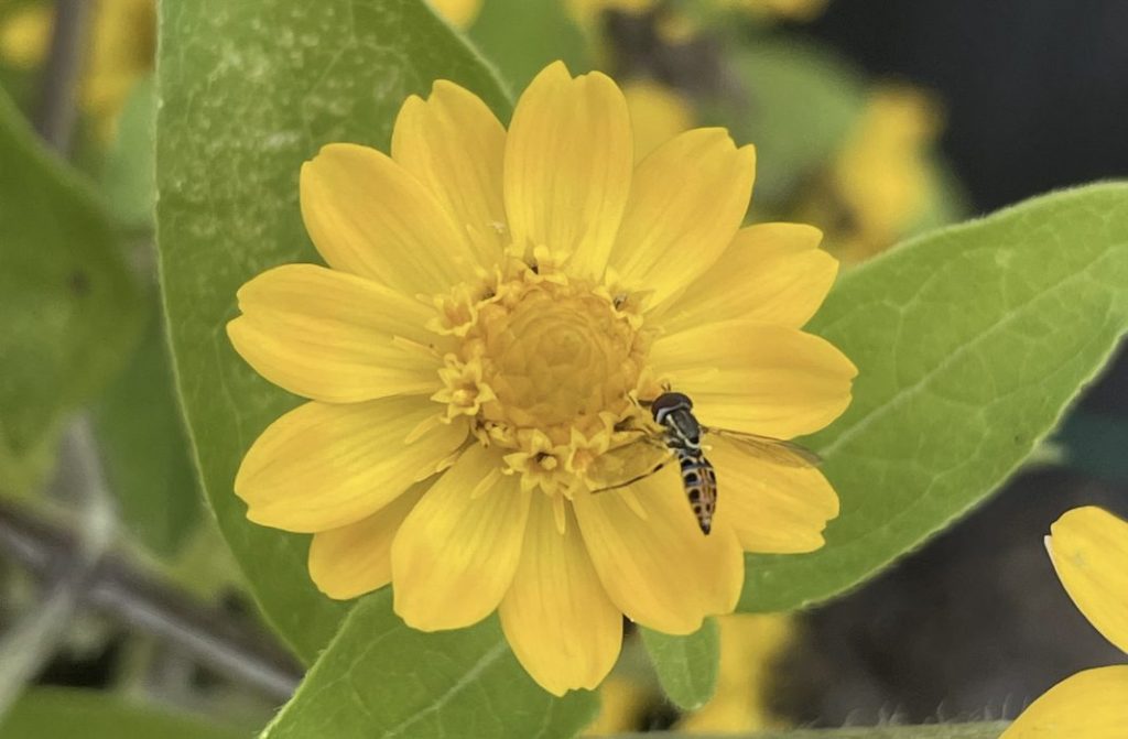 El Recinto Universitario de Mayagüez (RUM) cumplió con todos los requisitos para formar parte de la prestigiosa afiliación Bee Campus USA, una iniciativa de la Sociedad Xerces para la Conservación de Invertebrados, entidad sin fines de lucro cuyo fin es impulsar hábitats saludables para los polinizadores.